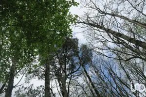 Terrain à LA CHAPELLE-MOULIÈRE (86210)
