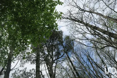 Terrain à LA CHAPELLE-MOULIÈRE (86210)