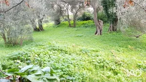 Terrain à LURI (20228)