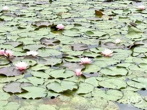 Land in BOURGBARRÉ (35230)