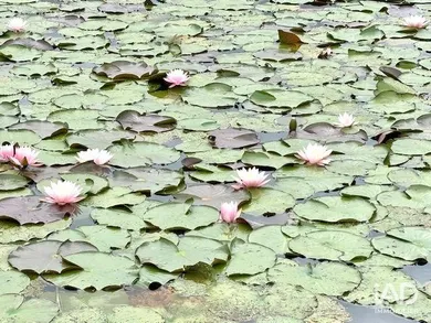 Land in BOURGBARRÉ (35230)