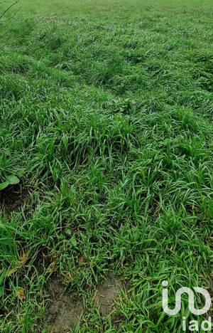 Building plot in Castillon-la-Bataille (33350)