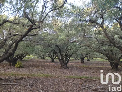 Terrain agricole  à Le Bosc (34700)