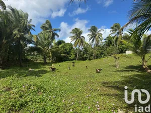 Building plot in Morne-à-l'Eau (97111)