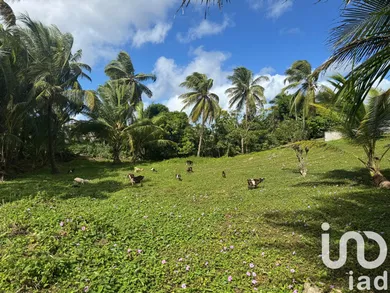 Terrain à bâtir à Morne-à-l'Eau (97111)