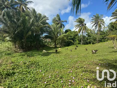 Terrain à bâtir à Morne-à-l'Eau (97111)