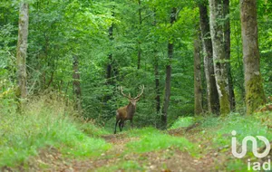 Terrain à Saint-Blin (52700)