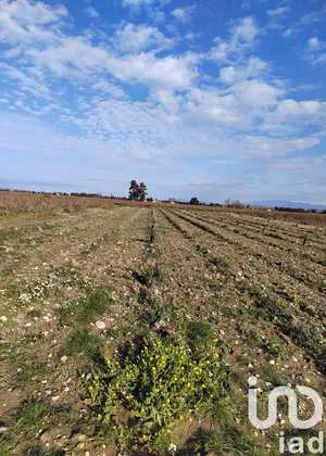 Terrain à SAINTE CECILE LES VIGNES (84290)
