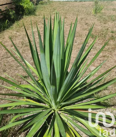 House at Challans (85300)