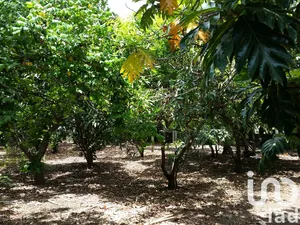 Building plot at Saint-Pierre (97432)