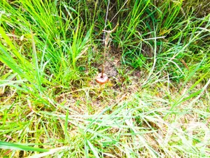 Building plot in Saint-Joseph (97480)
