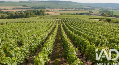 Terrain à PASSY GRIGNY (51700)