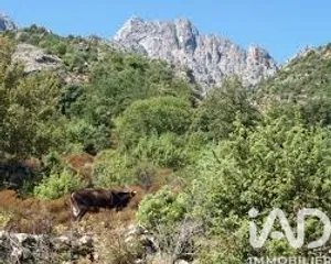 Terrain à POPOLASCA (20218)
