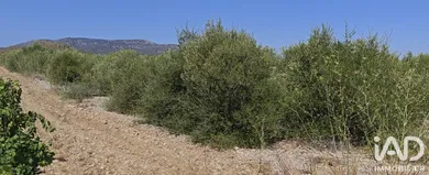 Terrain agricole à LA PALME (11480)