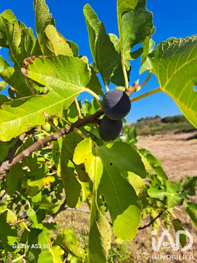 Agriculture, Viticulture​ à TOURBES (34120)