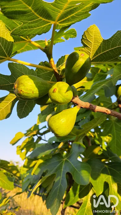 Agriculture, Viticulture​ à TOURBES (34120)