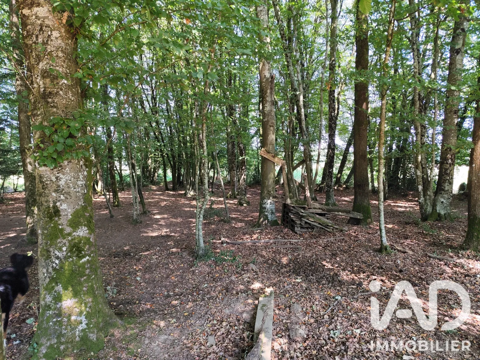 Vente maison à Peillac (56220) : maison 8 pièces 161 m² - 2106844 — 3