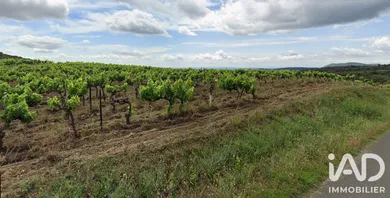 Agriculture, Viticulture​ à Laurens (34480)