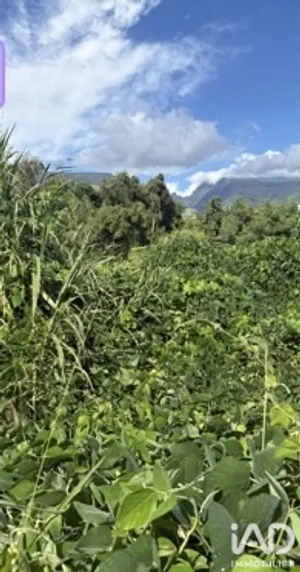 Terrain à sainte-Marie (97438)